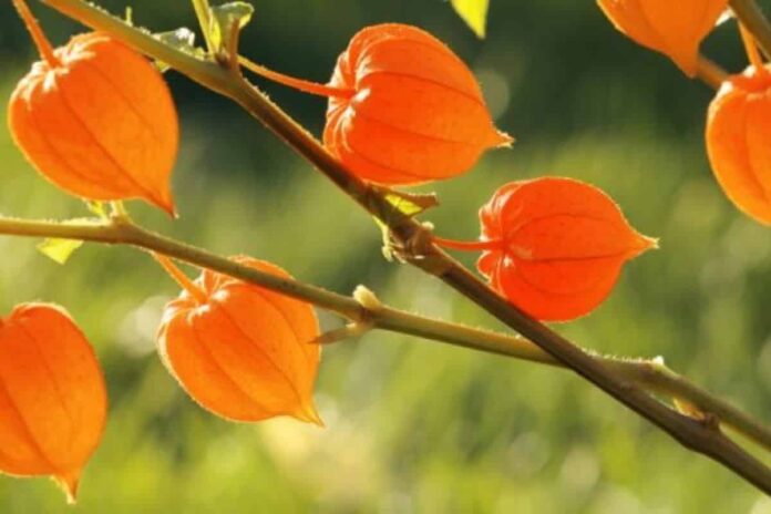 Ashwagandha Health Benefits