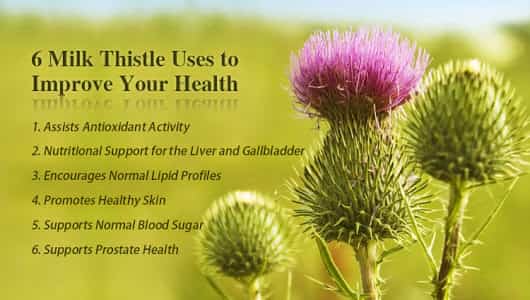 Health Benefits of Milk Thistle