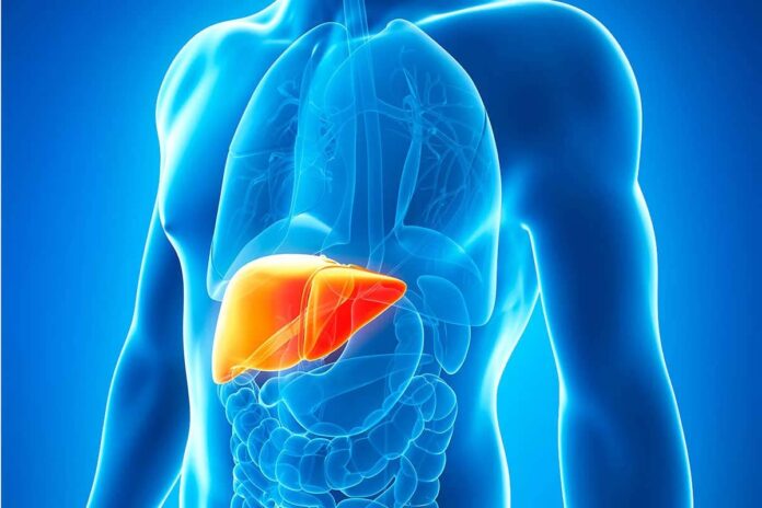 Silymarin Benefits For Liver