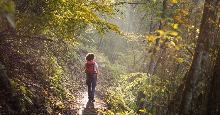 What is Forest Bathing
